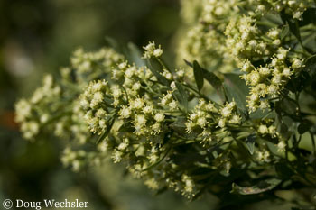 Marsh Elder _F2B2959.jpg Iva frutescens